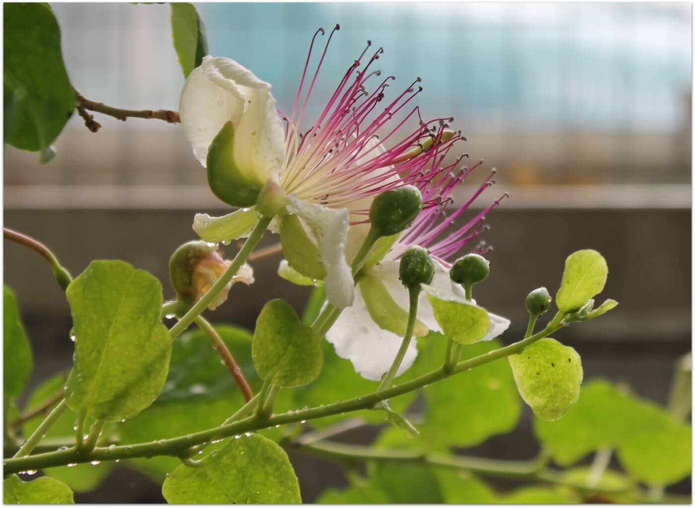 capers flowers pictures